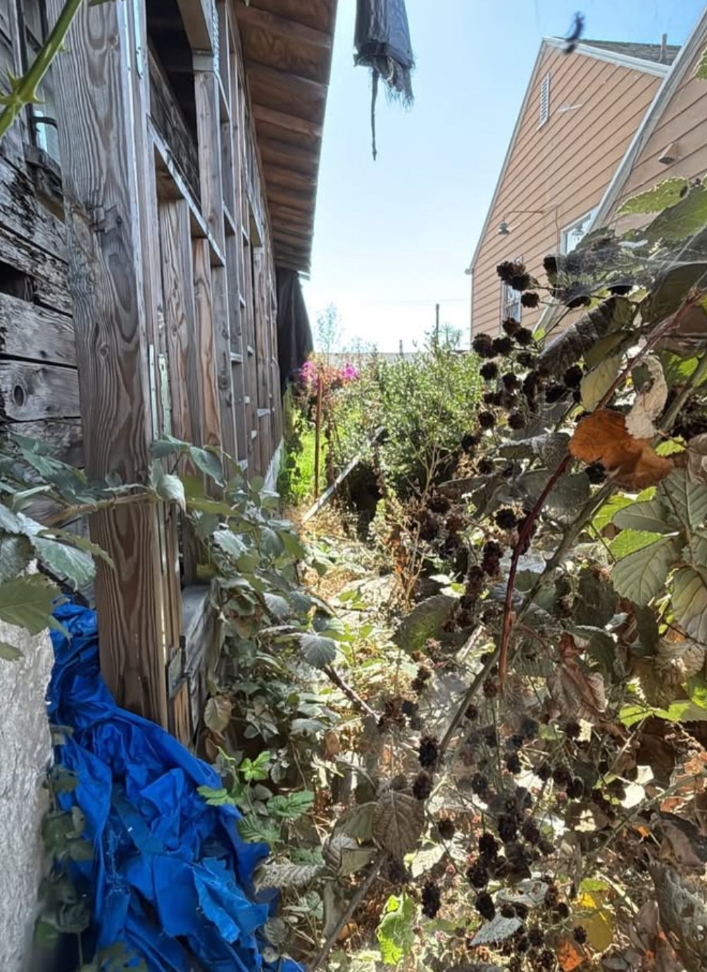 Before - Side Yard Clearing