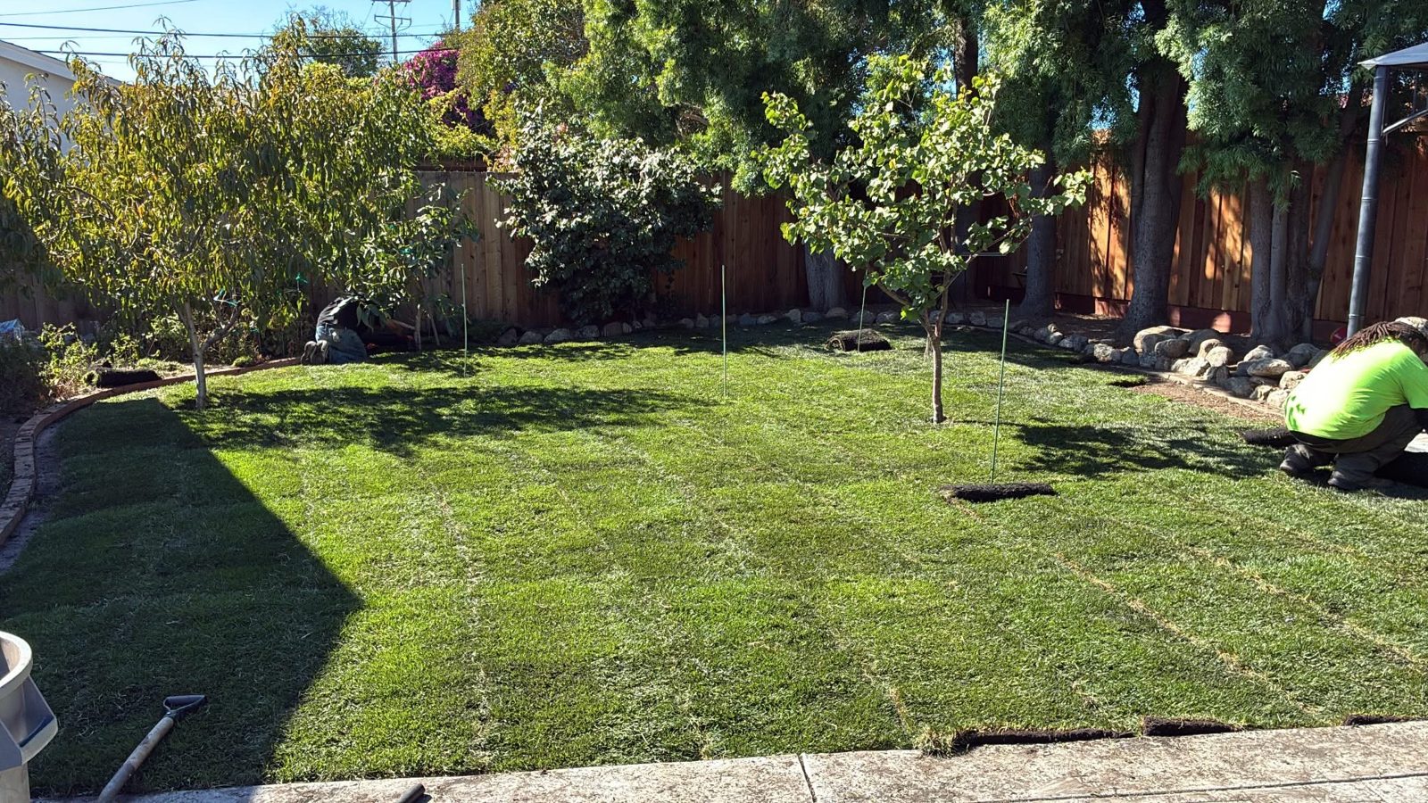 After - Backyard Sod Transformation