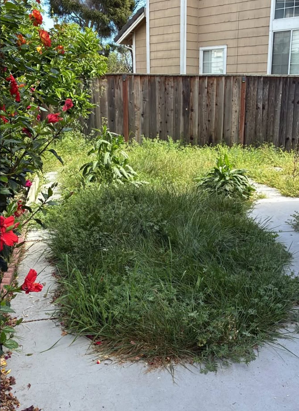Before - Yard Cleanup & Sod